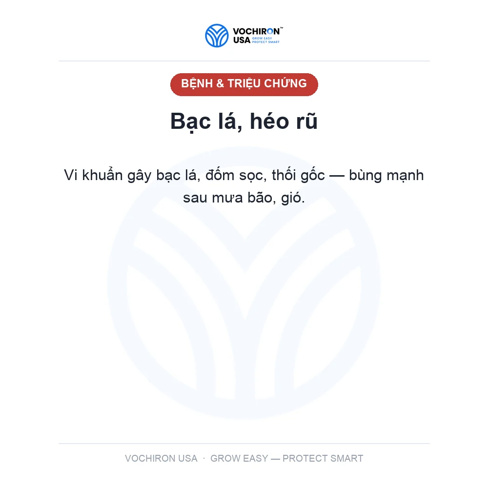 KHUẨN NHẬT Nước 500ml — slide 2