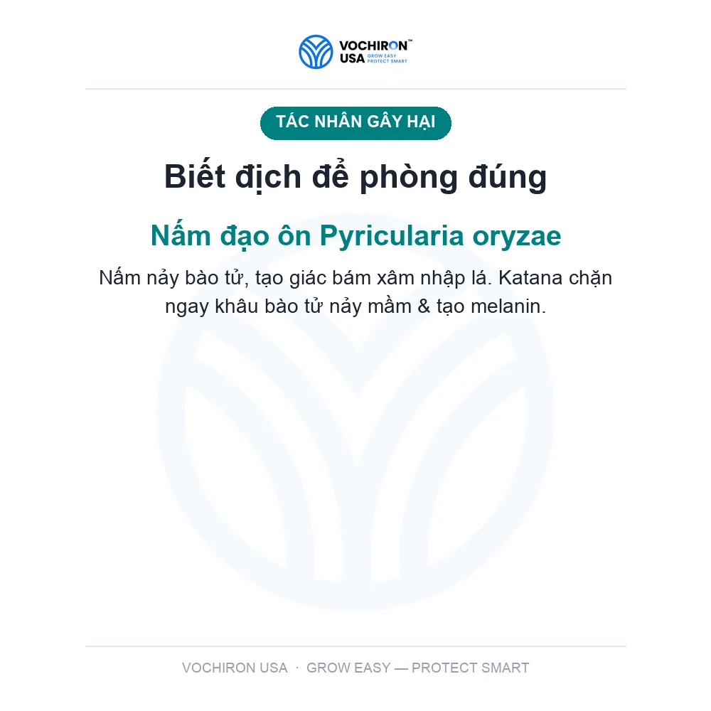 Katana kiếm nhật bản 480cc đạo ôn — slide 3
