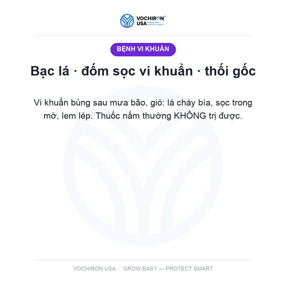 SIÊU KHUẨN USA 240cc — slide 2
