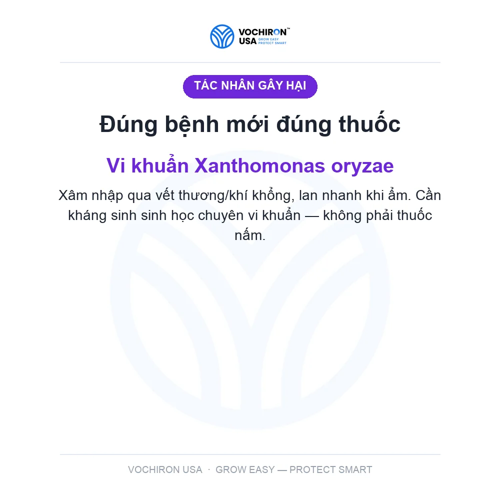 SIÊU KHUẨN USA 240cc — slide 3
