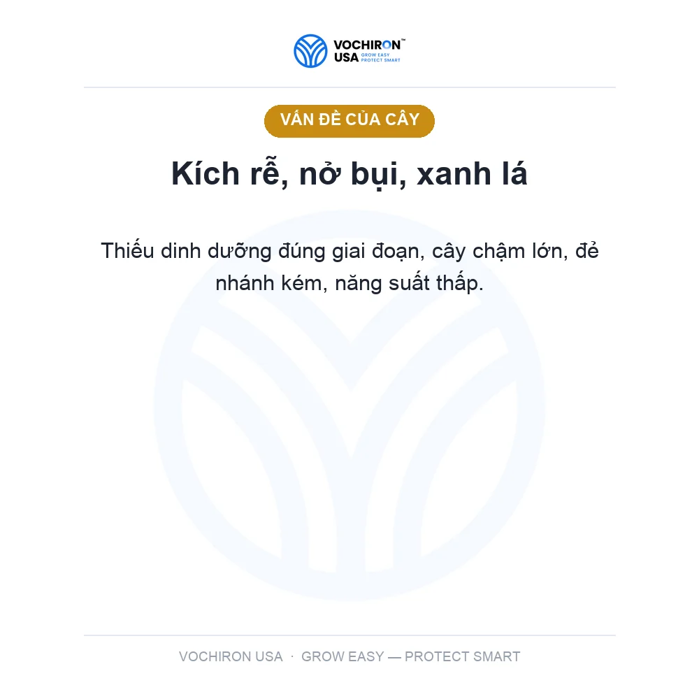 Siêu ra rể nở bụi cứng cây xanh lá 1 lít — slide 2