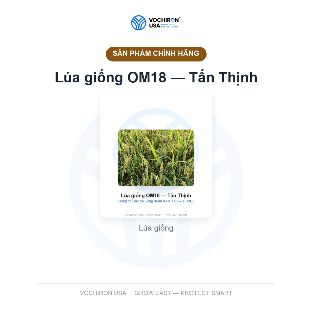 Lúa giống OM18 — Tấn Thịnh — slide 1