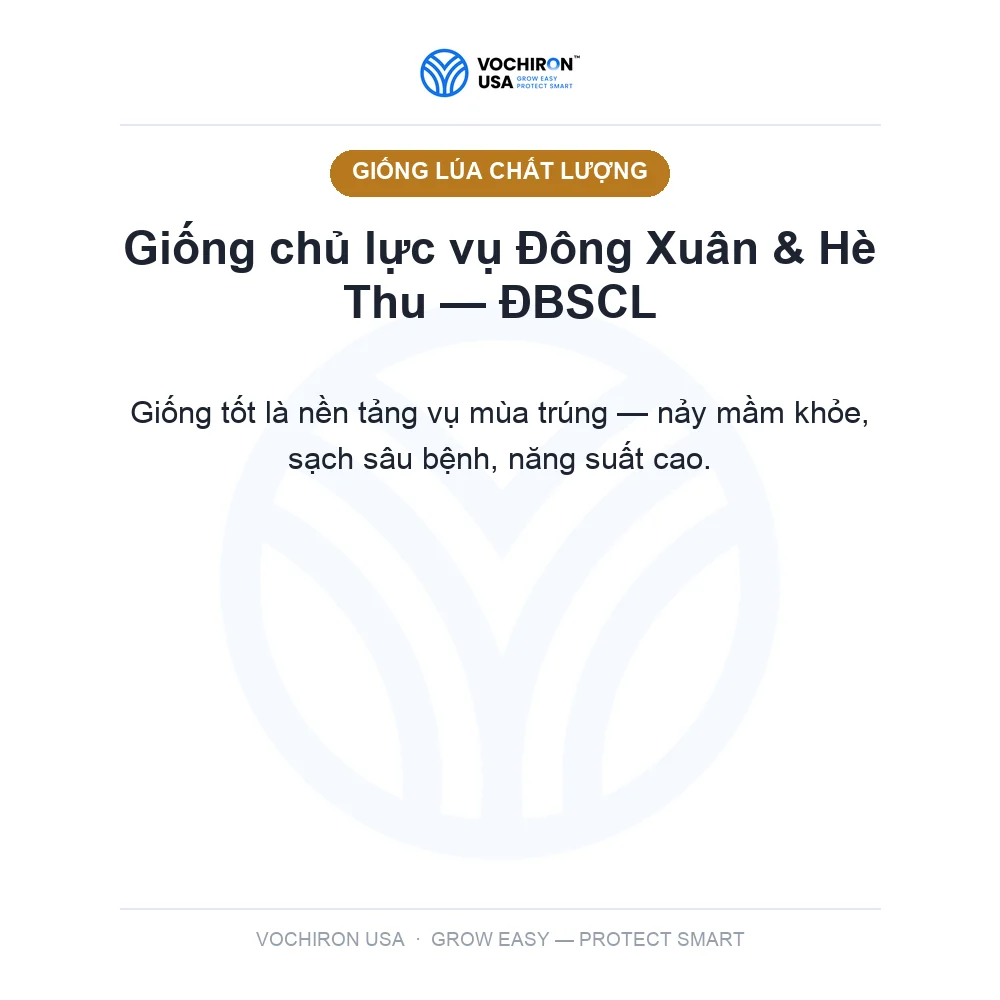 Lúa giống OM18 — Tấn Thịnh — slide 2