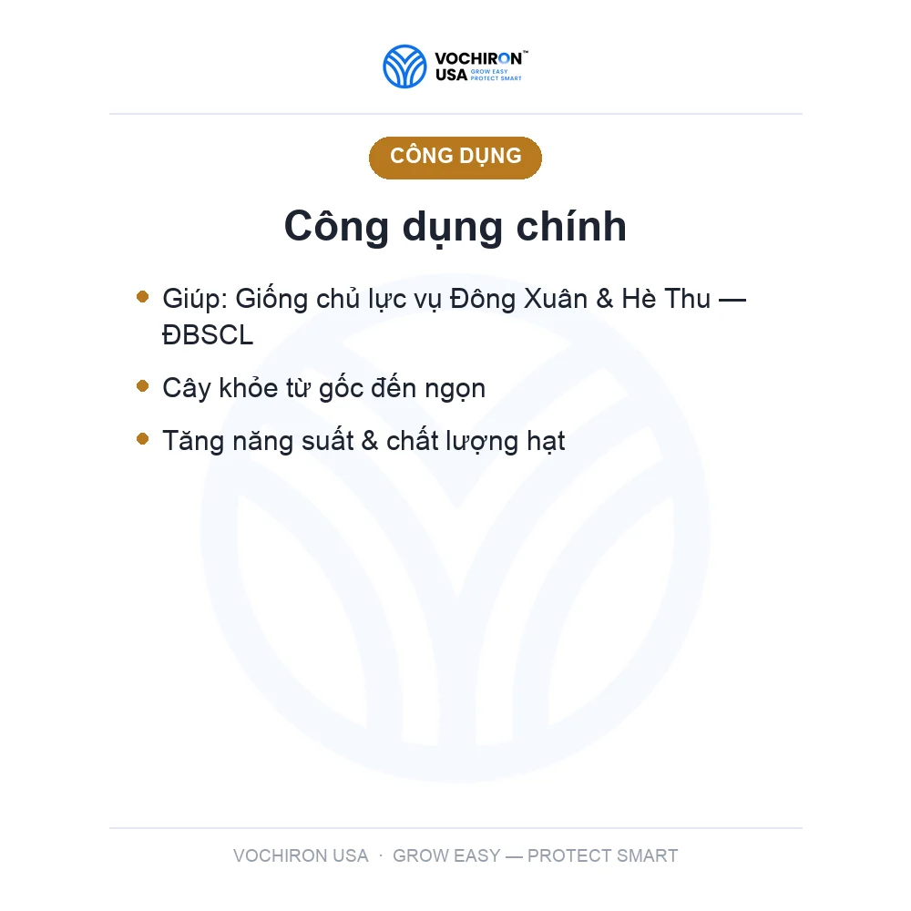 Lúa giống OM18 — Tấn Thịnh — slide 3