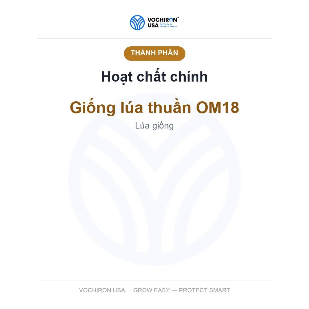 Lúa giống OM18 — Tấn Thịnh — slide 4