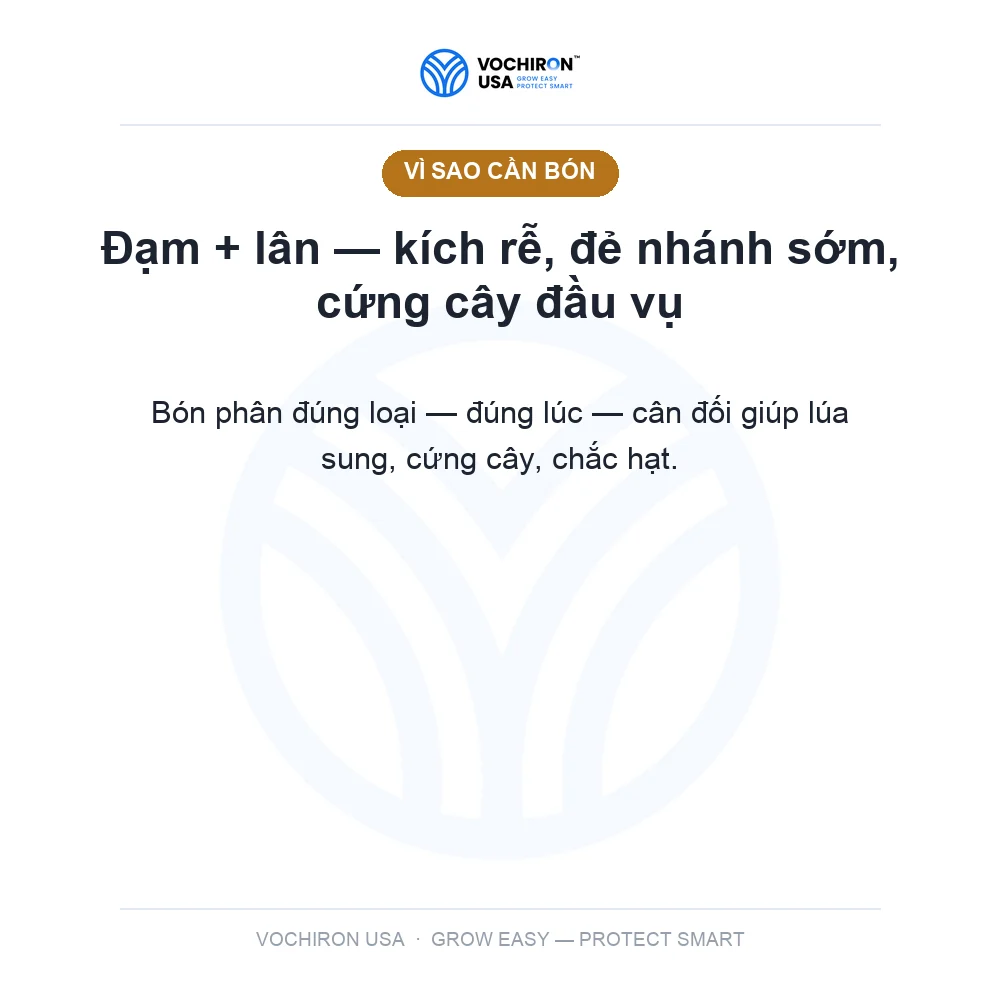 Phân DAP — slide 2