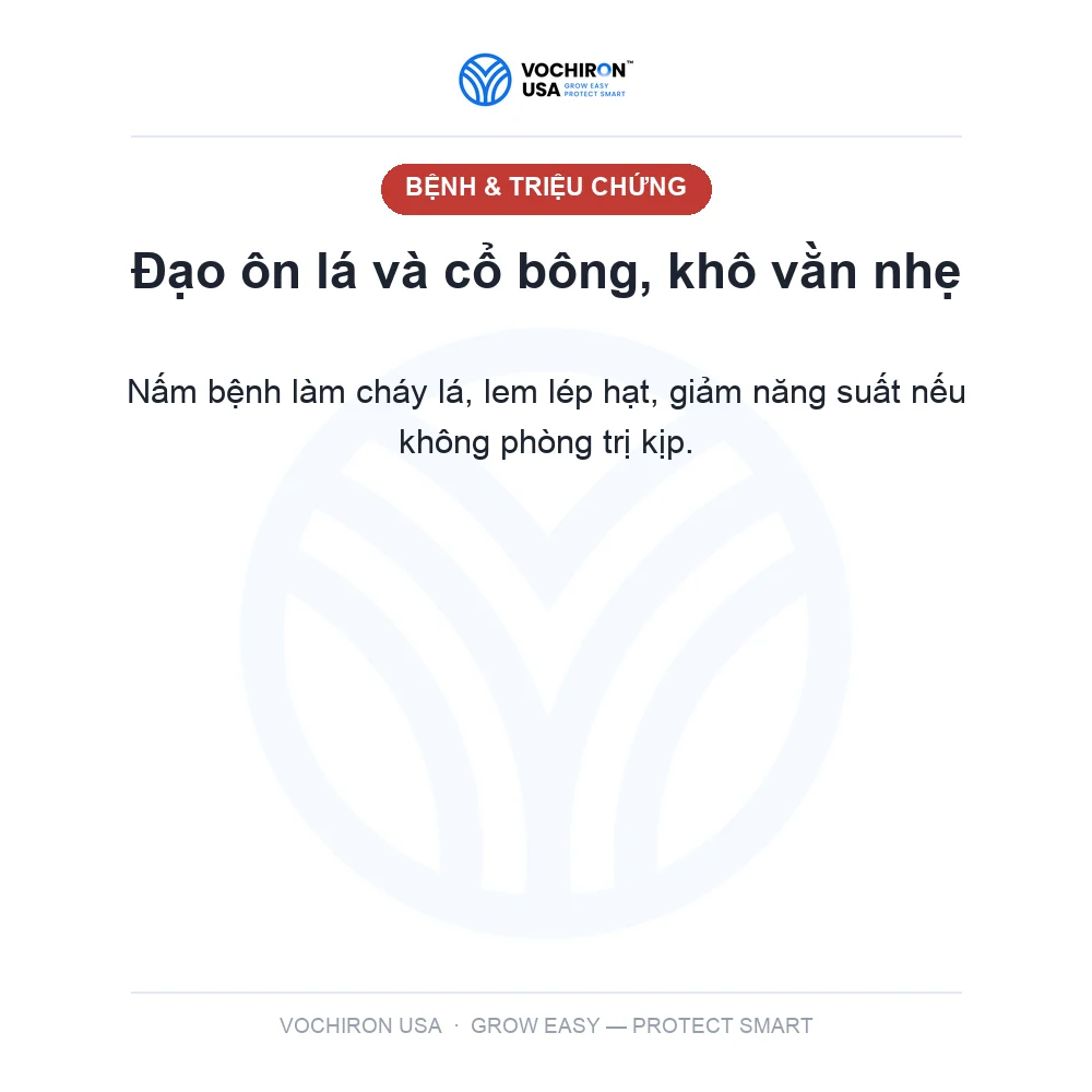 KATY USA ĐẠO ÔN 3 hoạt chất tricy iso hexa — slide 2