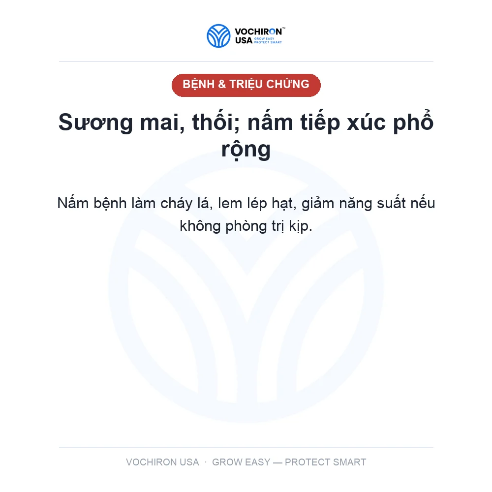 RIMIN RIDOMIL — slide 2