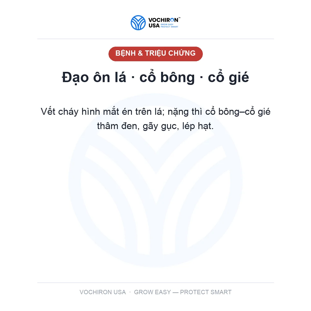 BIM USA 100gr đạo ôn — slide 2