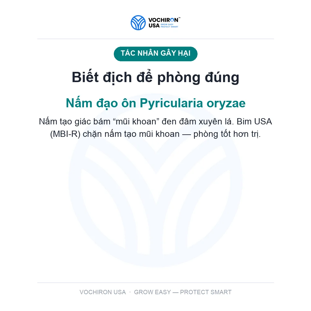 BIM USA 100gr đạo ôn — slide 3