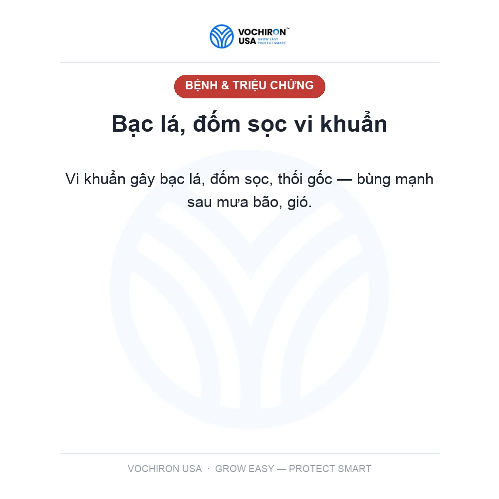 KHUẨN MỸ BIO USA 250wp 2 Hoạt chất 100gr — slide 2
