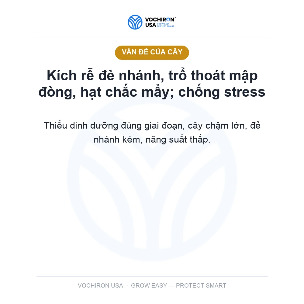GINSENG NYRO 0.01SL 200ml (King Brassinolide) — slide 2