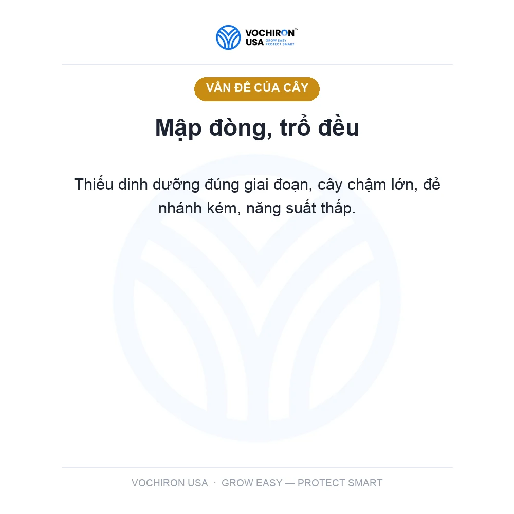 BLOOM POWER kích trổ, mập đòng — slide 2