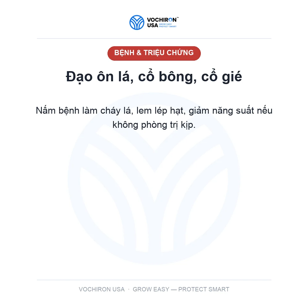 X3 vochiron Đạo ôn 3 hoạt chất feno tricy sulfua — slide 2