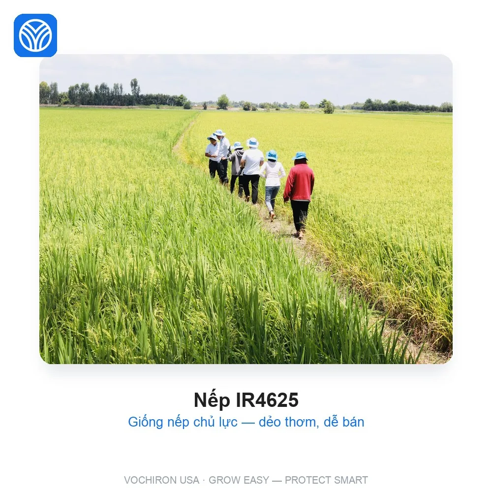 Nếp IR4625