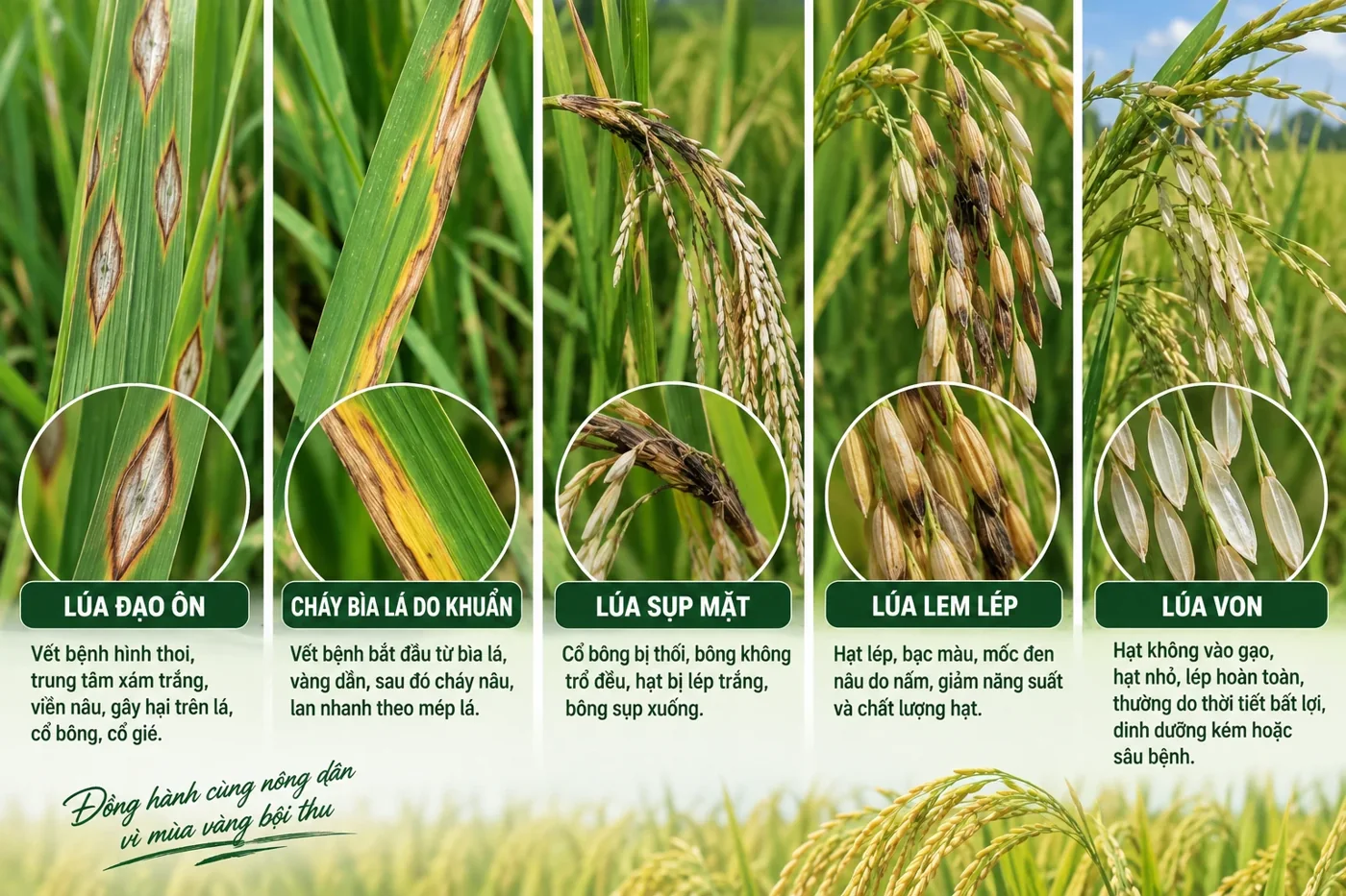 Bảng nhận diện 5 bệnh trên lúa