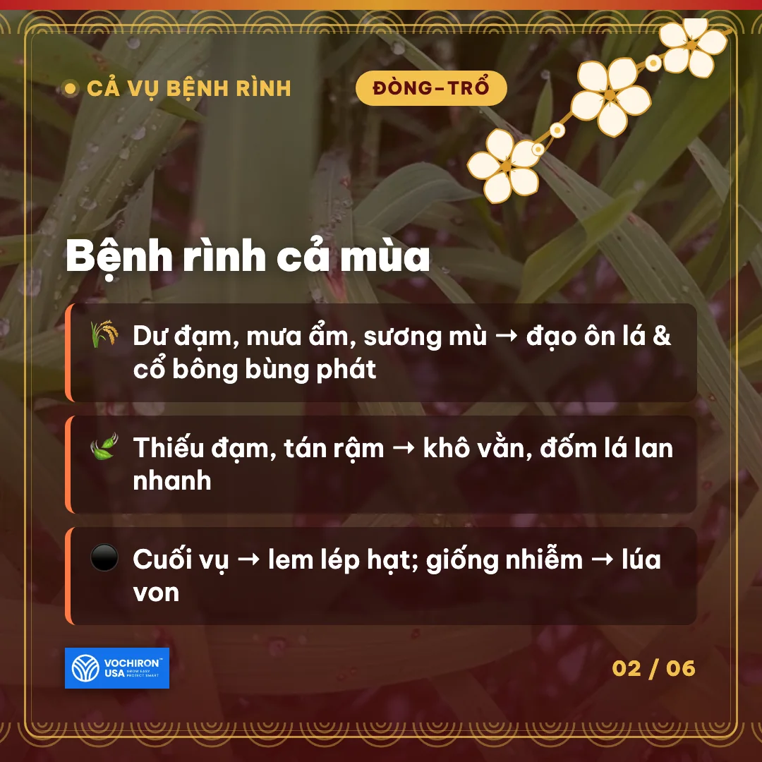 SENPAI JP – bộ đôi hoàn hảo