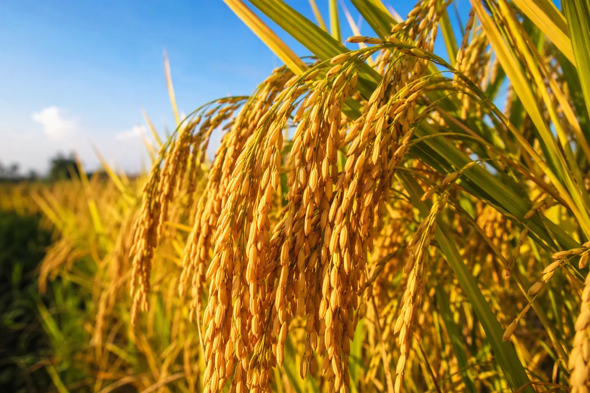Lúa chín vàng trĩu hạt chờ thu hoạch